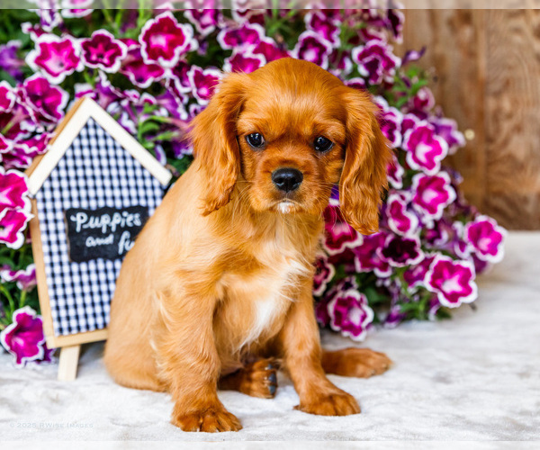 Medium Photo #4 Cavalier King Charles Spaniel Puppy For Sale in WAKARUSA, IN, USA