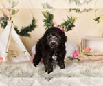 Small Photo #3 Poodle (Toy) Puppy For Sale in WARSAW, IN, USA