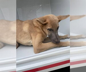 German Shepherd Dog-Unknown Mix Dogs for adoption in Houston, TX, USA