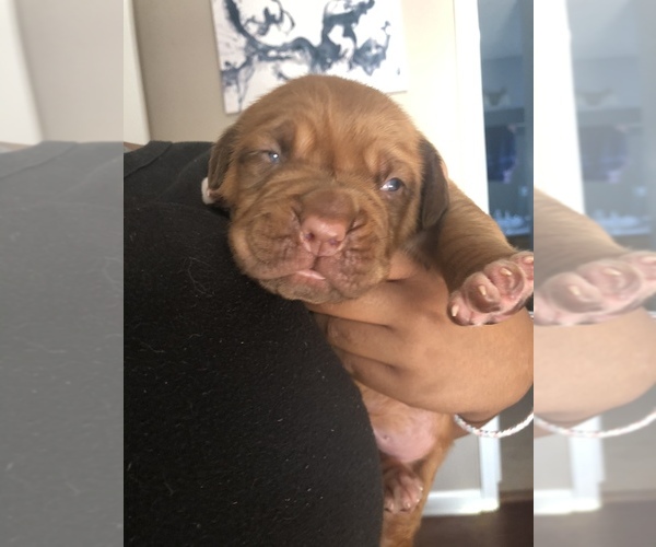 Medium Photo #1 Dogue de Bordeaux Puppy For Sale in HICKORY, NC, USA