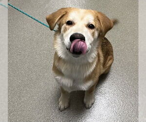 Shepradors Dogs for adoption in Las Vegas, NV, USA