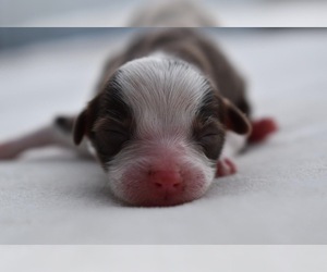 Miniature Australian Shepherd Puppy for sale in PALM COAST, FL, USA