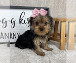Small #1 Yorkshire Terrier