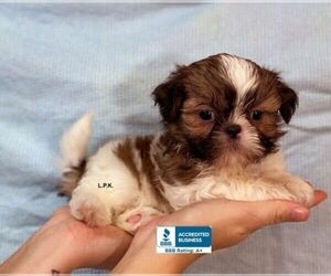 Shih Tzu Puppy for sale in WINNSBORO, LA, USA
