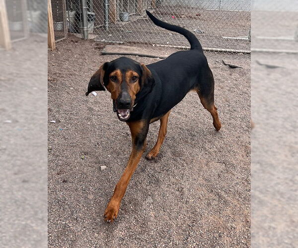 Medium Photo #5 Bloodhound-Unknown Mix Puppy For Sale in Webster, WI, USA