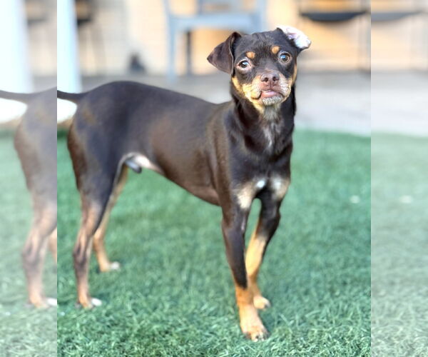 Medium Photo #7 Chihuahua-Unknown Mix Puppy For Sale in phoenix, AZ, USA