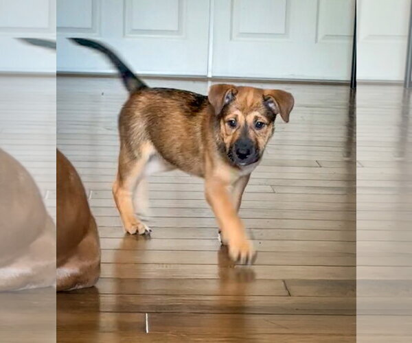 Medium Photo #3 Mutt Puppy For Sale in San Diego, CA, USA