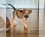 Small #2 Mutt
