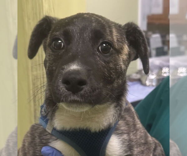 Medium Photo #3 Mutt Puppy For Sale in Royal Palm Beach, FL, USA