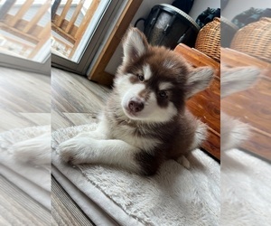 Alaskan Malamute Puppy for sale in HELENA, MT, USA