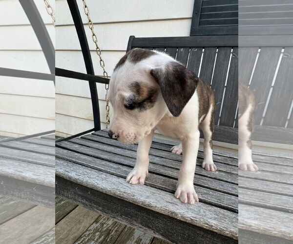 Medium Photo #15 American Bulldog-Labrador Retriever Mix Puppy For Sale in Columbus, IN, USA
