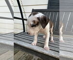 Small #14 American Bulldog-Labrador Retriever Mix
