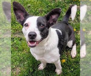 Mutt Dogs for adoption in Akron, OH, USA