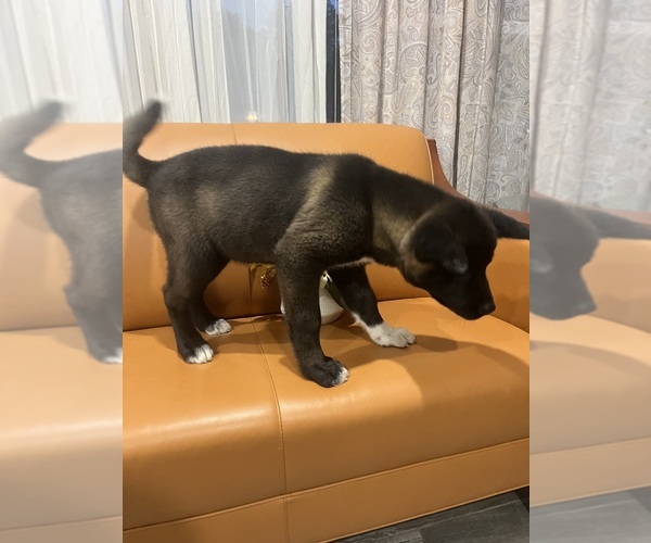Medium Photo #21 Akita Puppy For Sale in SOMERSET, NJ, USA