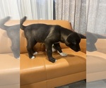 Small #1 Akita