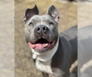 American Pit Bull Terrier Dogs for adoption in Techny, IL, USA