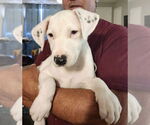 Small #6 American Pit Bull Terrier-Border Collie Mix