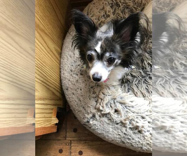 Medium Photo #2 Chihuahua Puppy For Sale in Rootstown, OH, USA