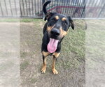 Small #1 Doberman Pinscher Mix