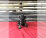 Small Photo #4 Welsh Terrier Puppy For Sale in DRY BRANCH, GA, USA