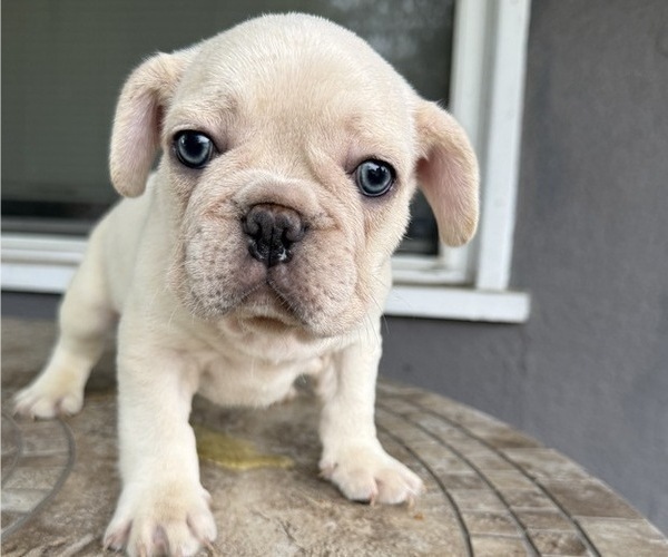 Medium Photo #4 French Bulldog Puppy For Sale in COLUMBUS, OH, USA