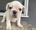 Small #3 French Bulldog