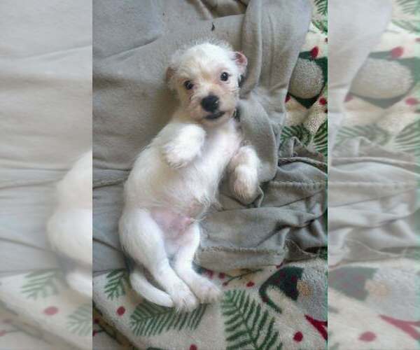 Medium Photo #5 Mutt Puppy For Sale in Raleigh, NC, USA