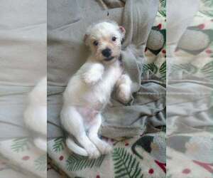 Red - Male Mutt Dog for Adoption - Photo #5