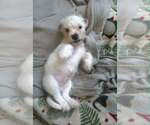 Small #4 Mutt
