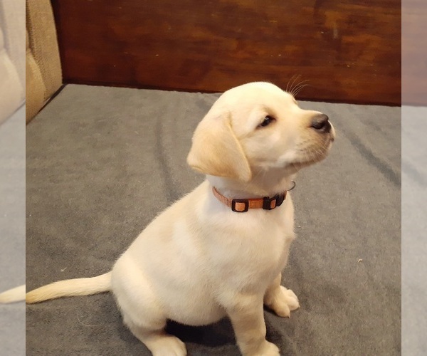Medium Photo #1 Labrador Retriever Puppy For Sale in GOODE, VA, USA