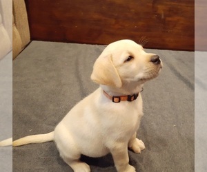 Labrador Retriever Puppy for sale in GOODE, VA, USA