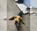 Gidget - Female Beagle Dog for Adoption - Small photo