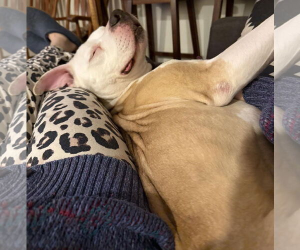 Medium Photo #6 Staffordshire Bull Terrier-Unknown Mix Puppy For Sale in Princeton, MN, USA