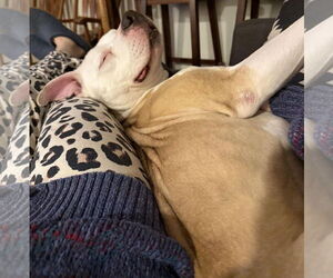 Chase - Male Staffordshire Bull Terrier-Unknown Mix Dog for Adoption - Photo #6