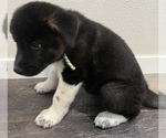 Small Photo #3 Akita Puppy For Sale in BIRON, WI, USA