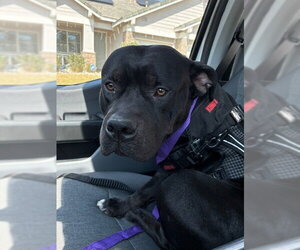 American Bulldog Dogs for adoption in Rancho Cucamonga, CA, USA