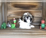 Puppy Archie Shih Tzu