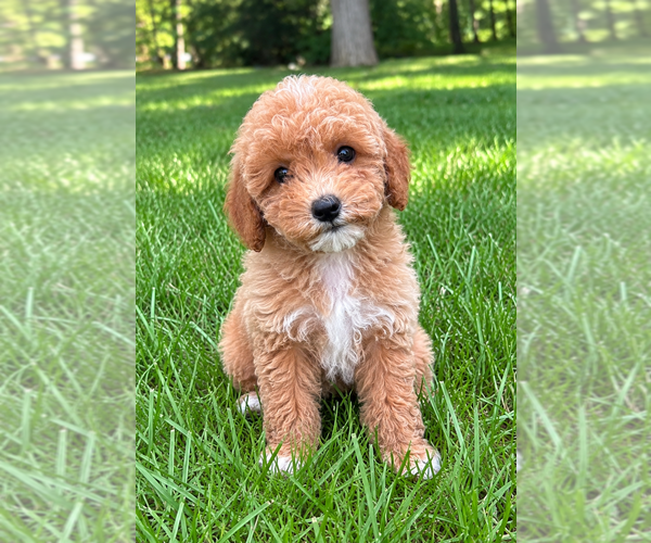 Medium Photo #1 Poodle (Miniature) Puppy For Sale in FAIR HAVEN, MI, USA