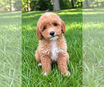 Small Poodle (Miniature)