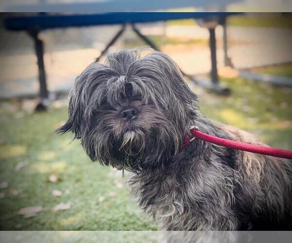 Medium Photo #1 Lhasa Apso Puppy For Sale in Orlando, FL, USA