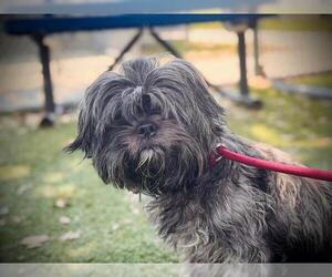 Lhasa Apso Dogs for adoption in Orlando, FL, USA