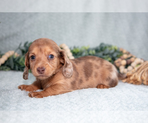 Dachshund Litter for sale in NAPPANEE, IN, USA