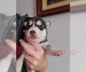 Alusky Puppy for sale in SUFFOLK, VA, USA