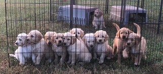 Goldendoodle Puppy for sale in LONE JACK, MO, USA