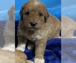 Small Photo #3 Pyredoodle Puppy For Sale in DOOLIE, NC, USA