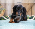 Small #3 Dachshund