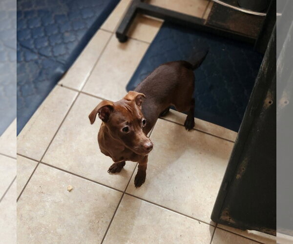 Medium Photo #2 Chiweenie Puppy For Sale in Tracy City, TN, USA