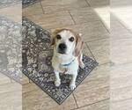 Small #6 Beagle