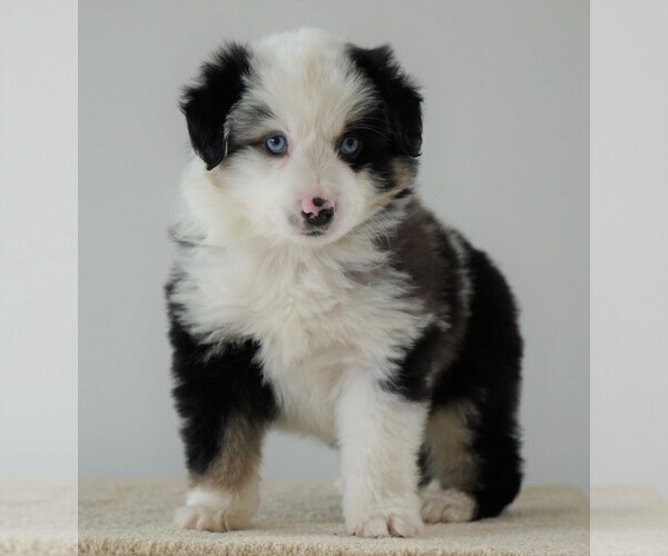 Medium Photo #2 Miniature Australian Shepherd Puppy For Sale in FREDERICKSBG, OH, USA
