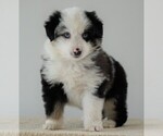 Small Photo #2 Miniature Australian Shepherd Puppy For Sale in FREDERICKSBG, OH, USA